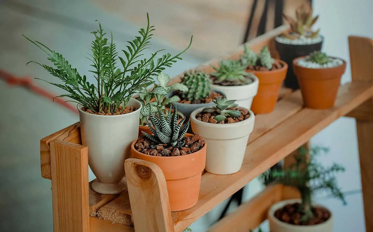 Plantas que purifican el aire y armonizan los espacios | La Super Digital